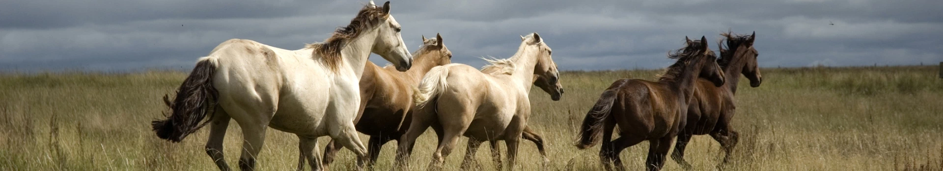 białe i brązowe konie