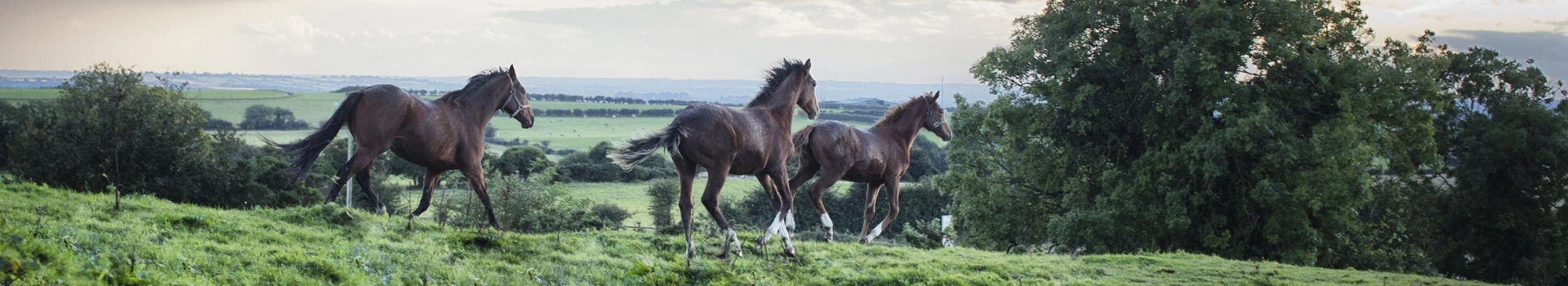 trzy konie biegające po trawie